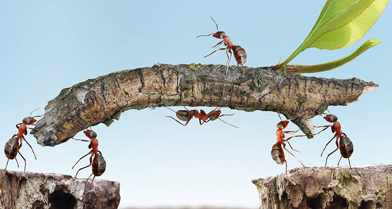 Ants