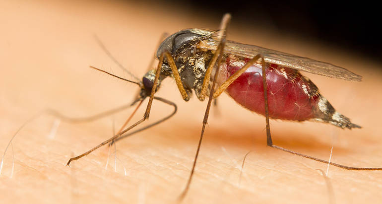 Mosquitoes