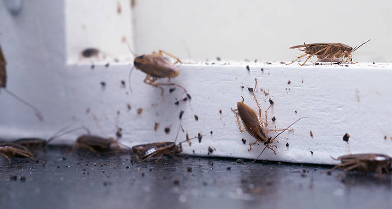 Roaches
