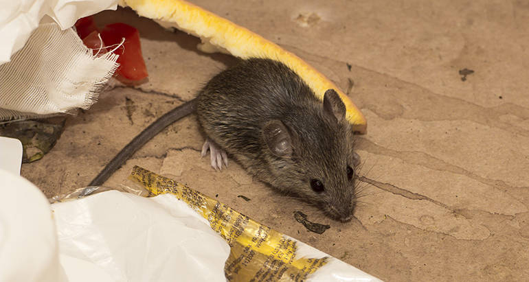 Mice