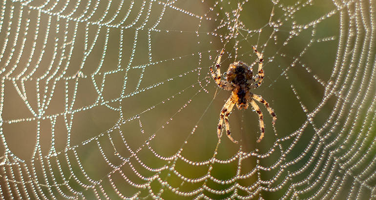 Spiders