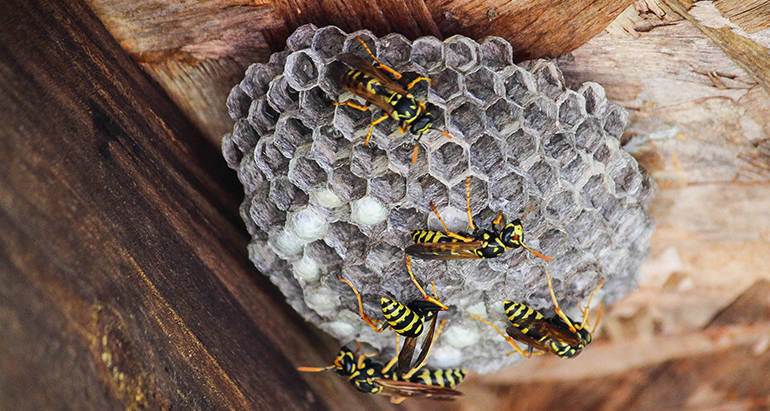 Wasps