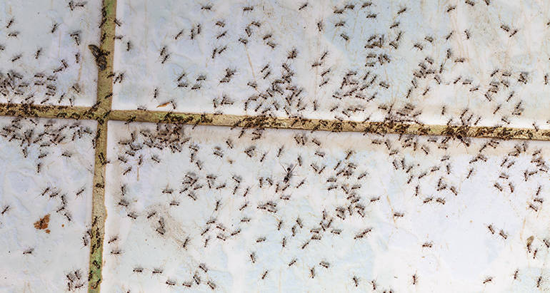How to Prevent Ants Around Your Home