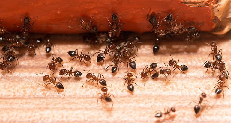 Why is it Important to Prevent Ants from Entering Your Home?