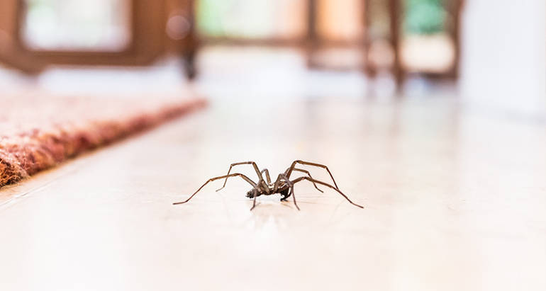 How to Keep Spiders Out of Your Home