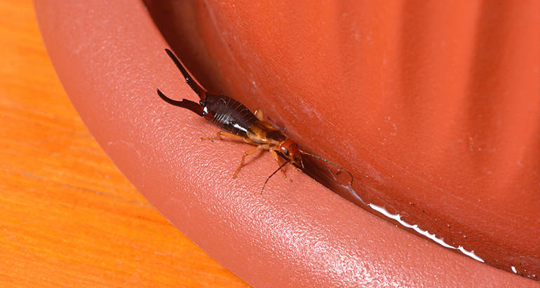 How to Prevent Earwigs