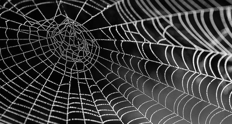 When is the Busiest Time of Year For Spiders?