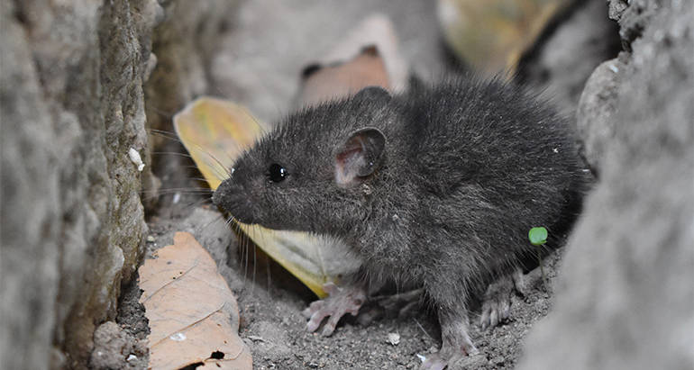 How to Keep Mice Out of your Home in Winter