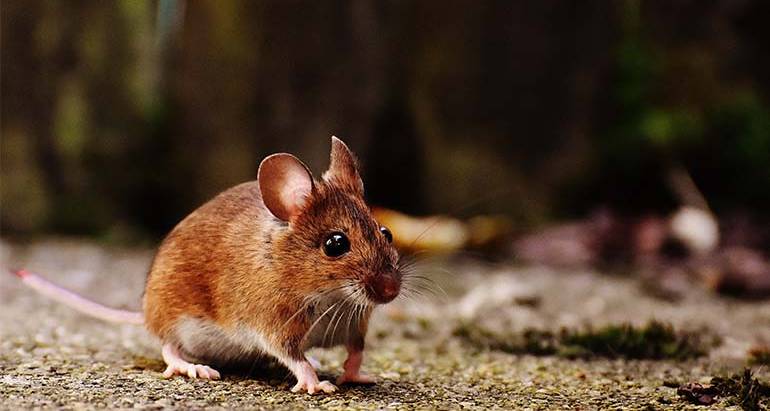 How to Prepare to Keep Rodents Away for Winter