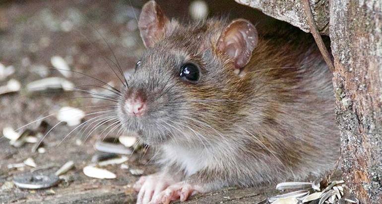 Most Common Places Rodents Get in Your Home