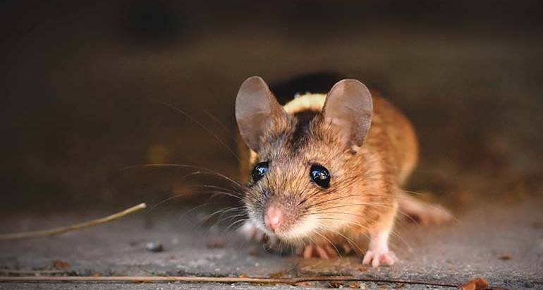 What’s the Difference Between Mice and Rats?