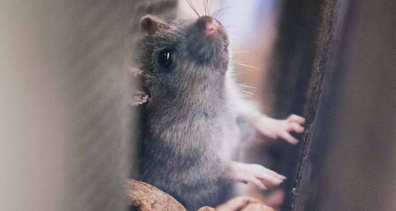 What Can You Put Around Your House To Keep Mice Out?