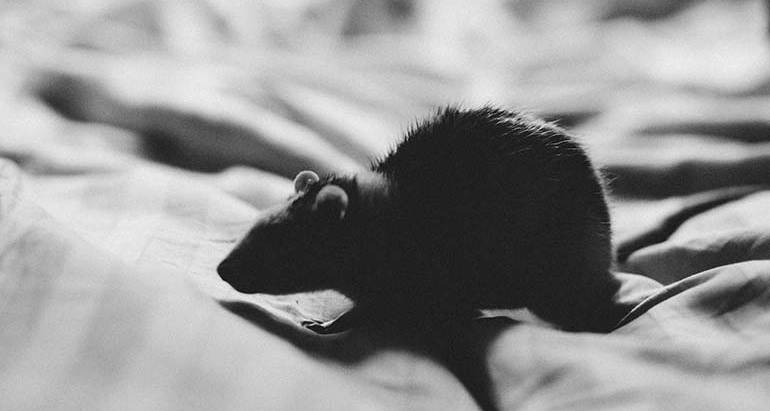 How Do I Get Rid of Rats in My Home?