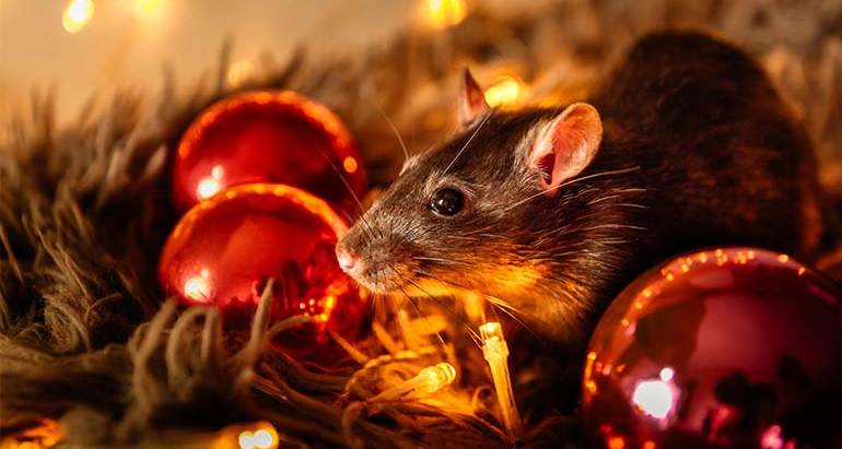 Best Way to Store Holiday Decorations to Keep Pests Out