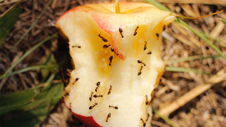 Can Ants Get you Sick? - Bee Smart Pest Control