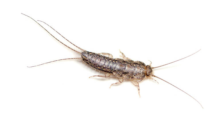 What Exactly is a Silverfish?