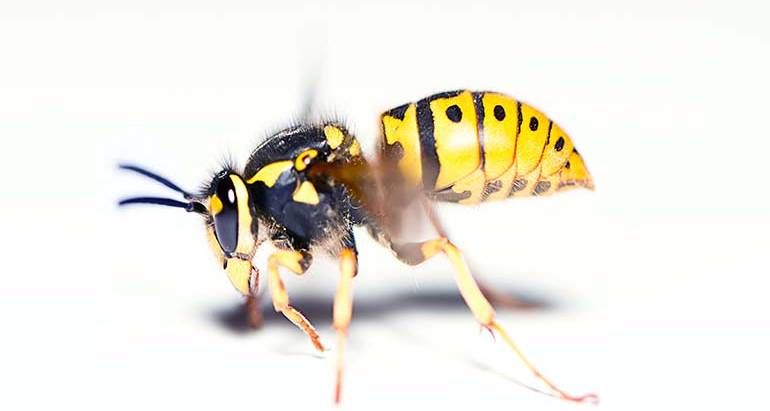 Are Yellow Jackets Wasps?