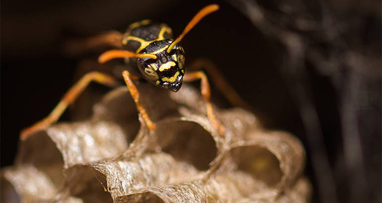 Best Ways to Keep Wasps Away