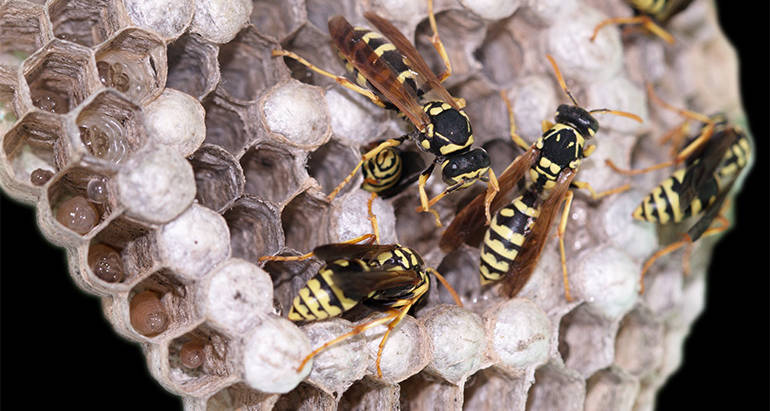 How long do Wasps Live?
