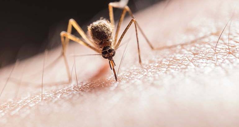 How to Avoid Mosquitoes?