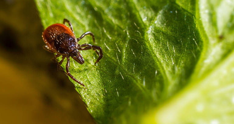 How to Avoid Ticks This Summer