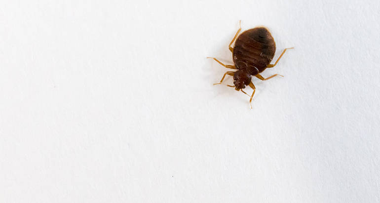 Can Bed Bugs Survive in a Car?