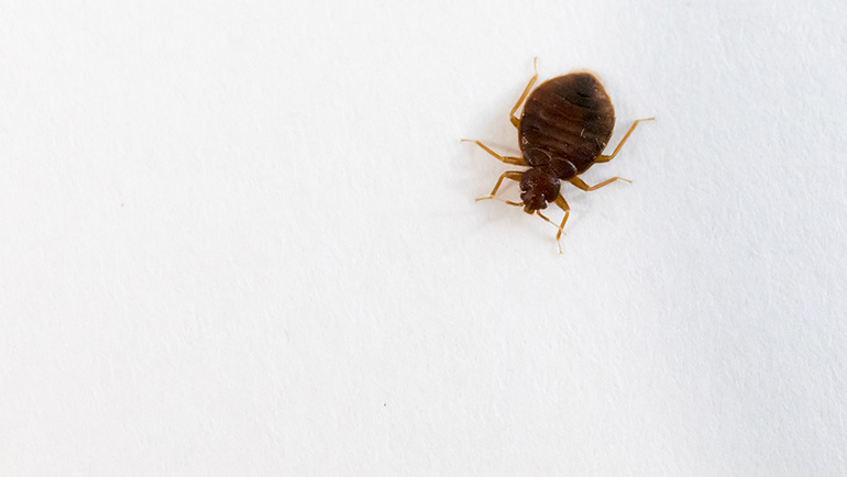 can bed bugs survive in sofa