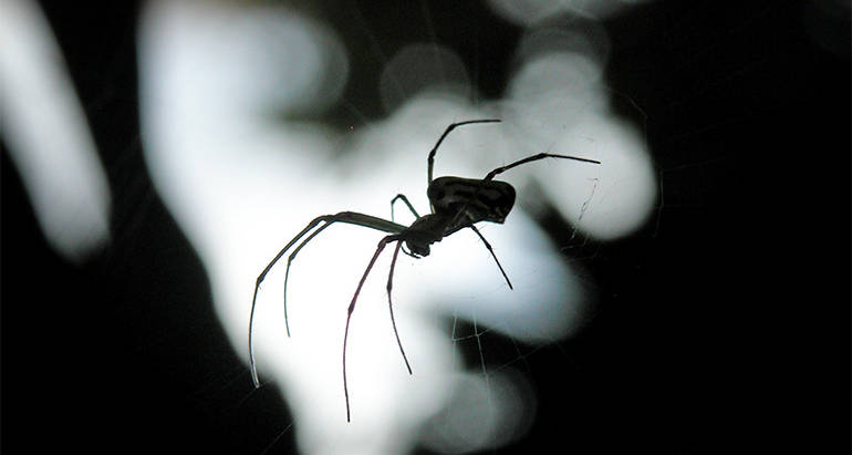 The Most Common Spiders in Colorado