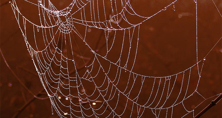 Why are Spiders so Common in the Fall?