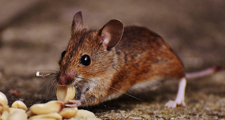 Can Rodents Get You Sick?