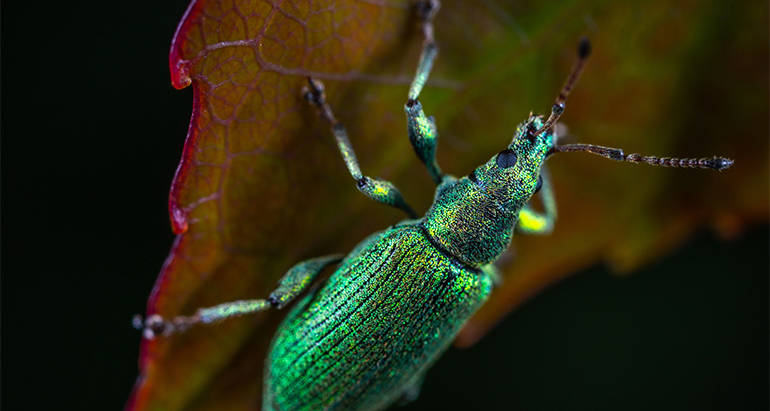 Keep Pests Out This Fall with These Tips