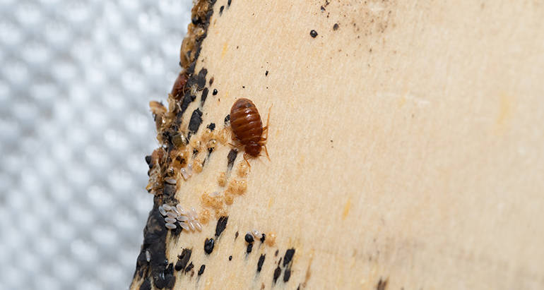 Bed Bugs