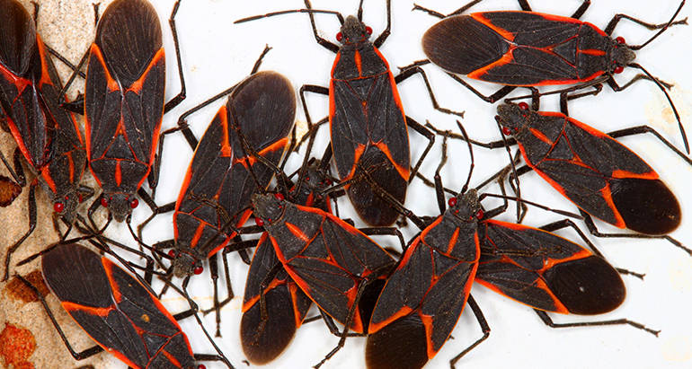 All About Boxelder Bugs