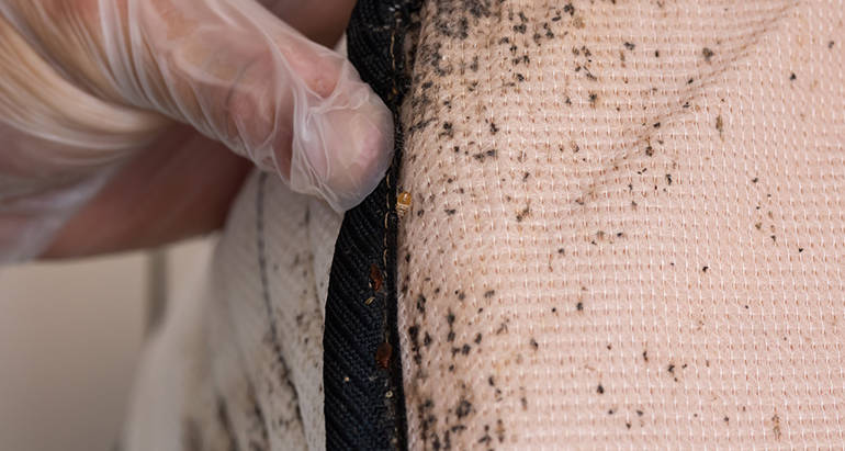 Telltale Signs You Have Bed Bugs and How to Prevent Them