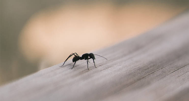 4 Tell-Tale Signs of Ant Infestations to Watch Out For
