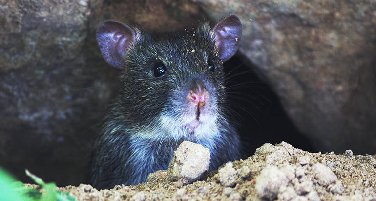 Reasons Why Winter Brings Mice and Rats to Your Property