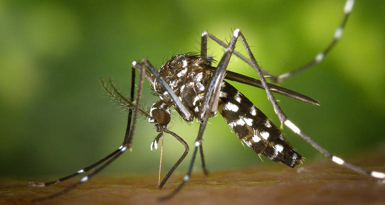 What You Need to Know About Mosquitos and Preventing Them