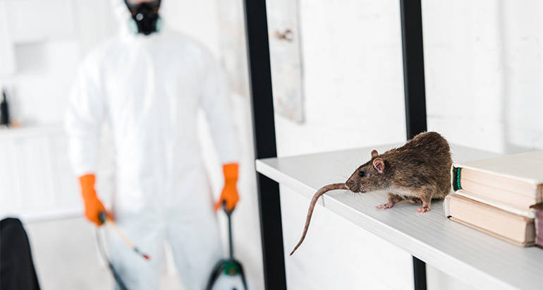 8 Most Dangerous Diseases Spread by Rats and Rodents