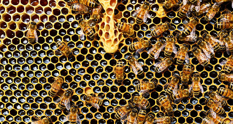 What Can I Do About Bees That Are Nesting in My House