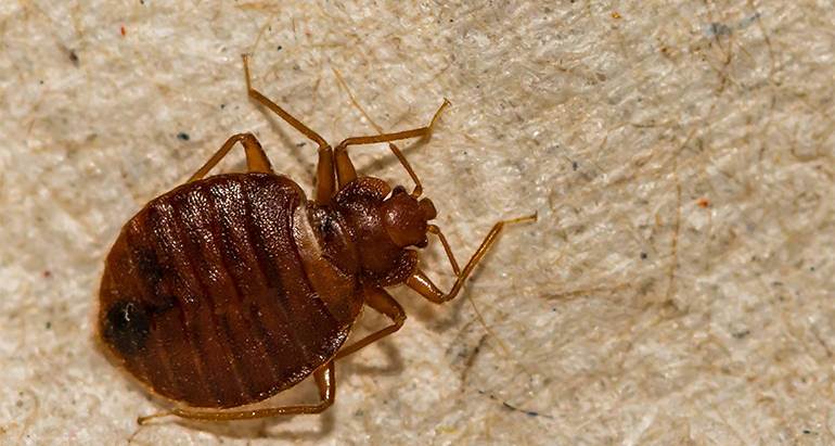 What You Need to Know about Bed Bugs