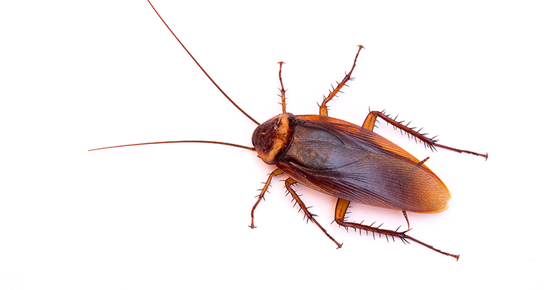 5 Telltale Signs It’s Time to Call Pest Control for Roaches