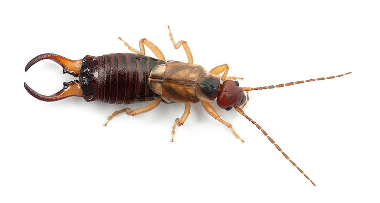 Earwigs