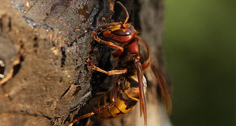 Hornets