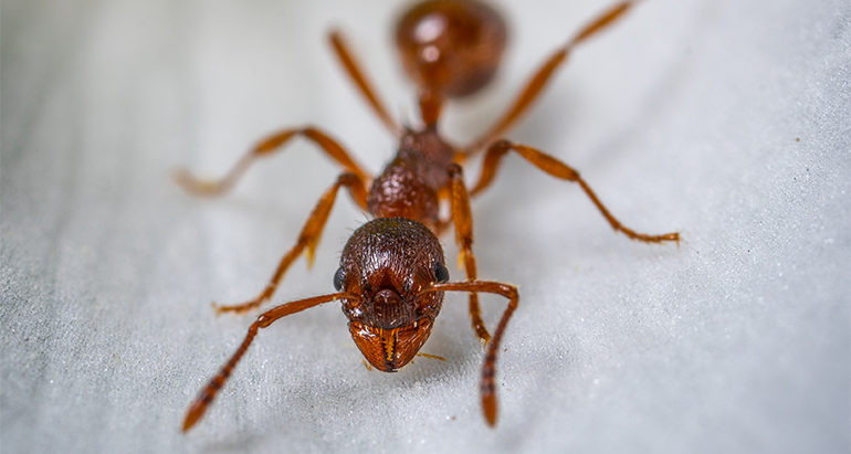 How Can Ants Survive the Winter in Severe Climates?