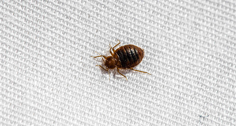 What are the Health Risks Associated with Bed Bugs?