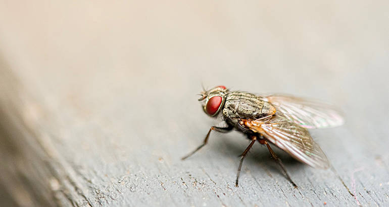 Debunking 8 Common Myths About Pest Control