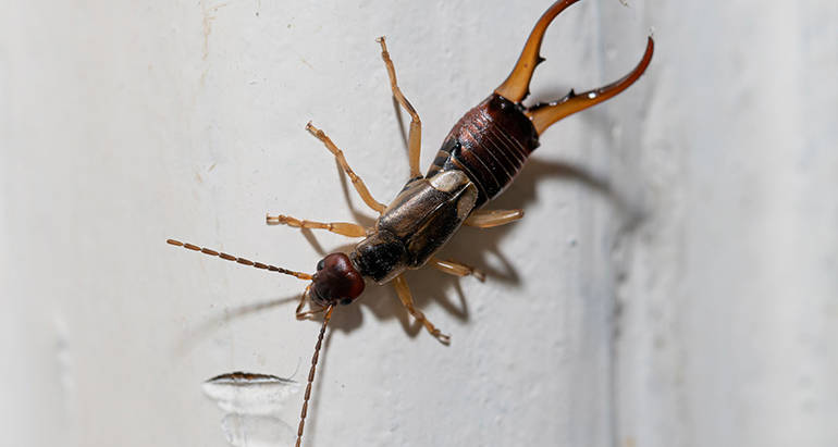 Earwig Infestations: How to Identify the Signs and Symptoms
