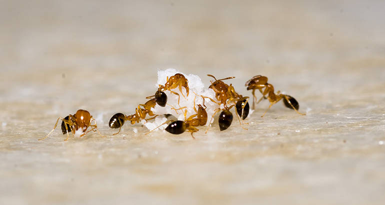 How to Keep Ants Out of Your Home: Prevention Tips and Tricks