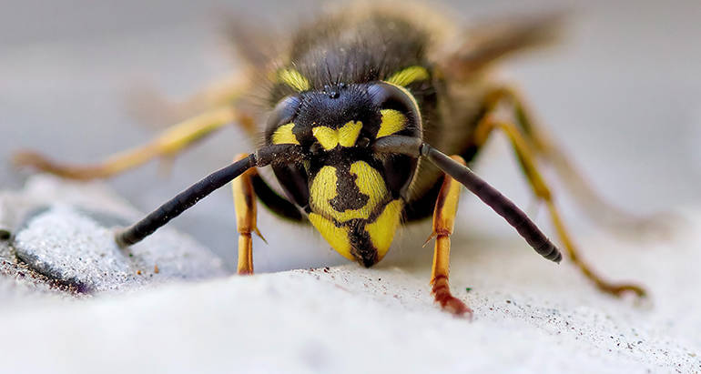 How to Keep Wasps Away from Your Home: 7 Proven Tips