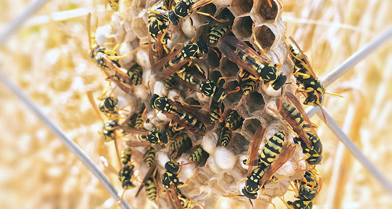 How to Safely Remove a Wasp Nest – Step-by-Step Guide